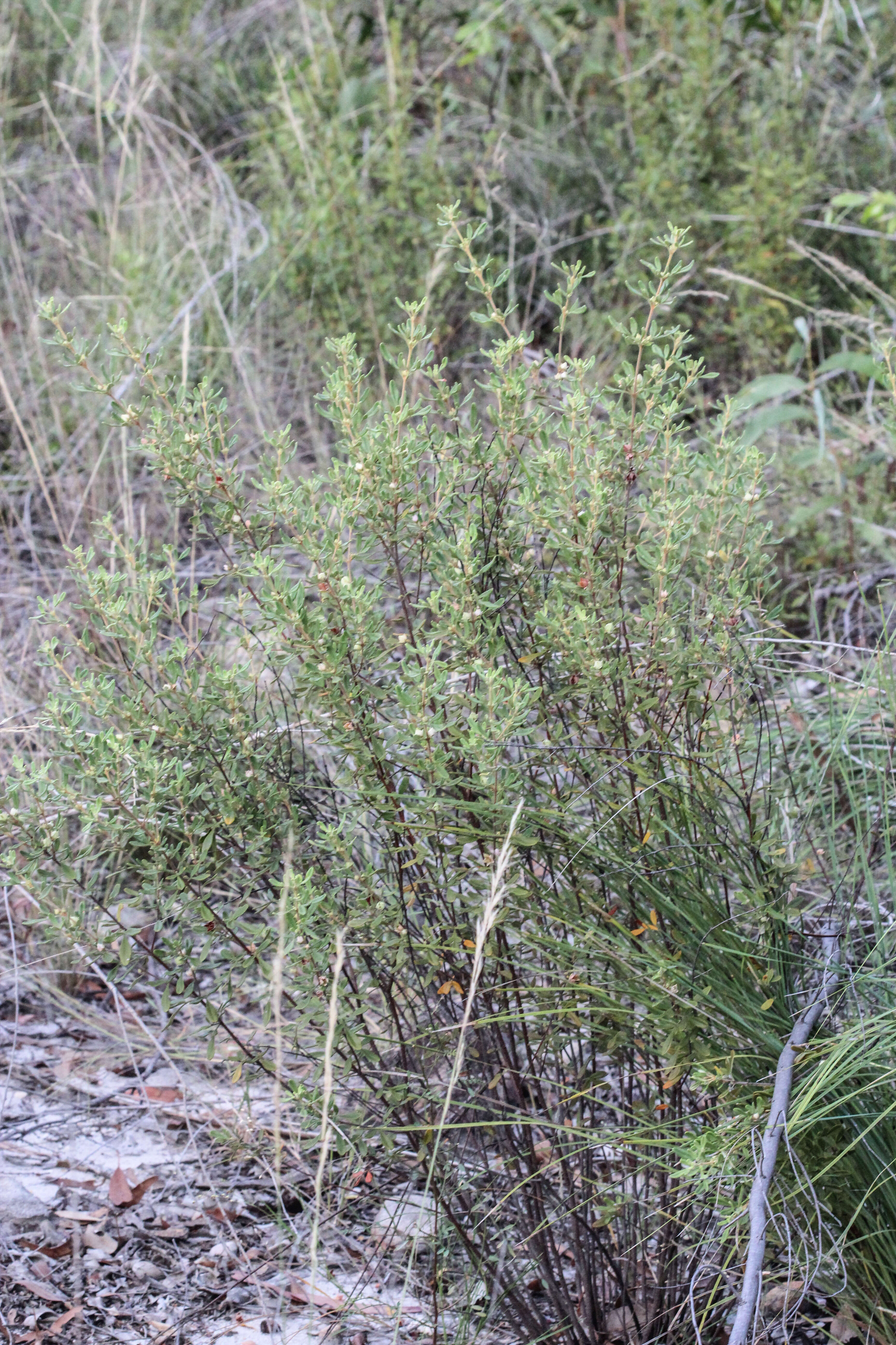 Image of Boronia duiganiae M. F. Duretto