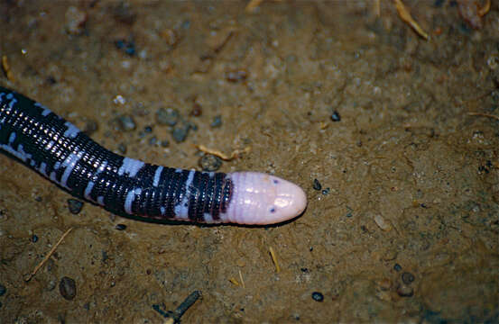 Image of Speckled Worm Lizard