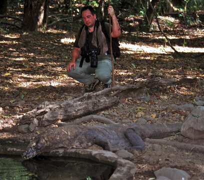 Image of Lace Monitor