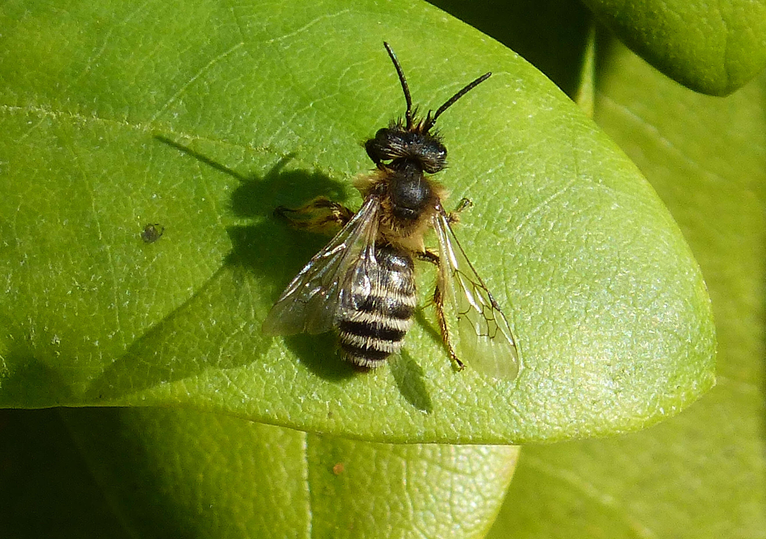 Image of Mining Bees