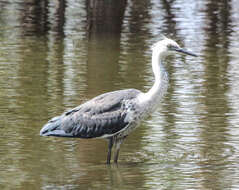 Image of Pacific Heron