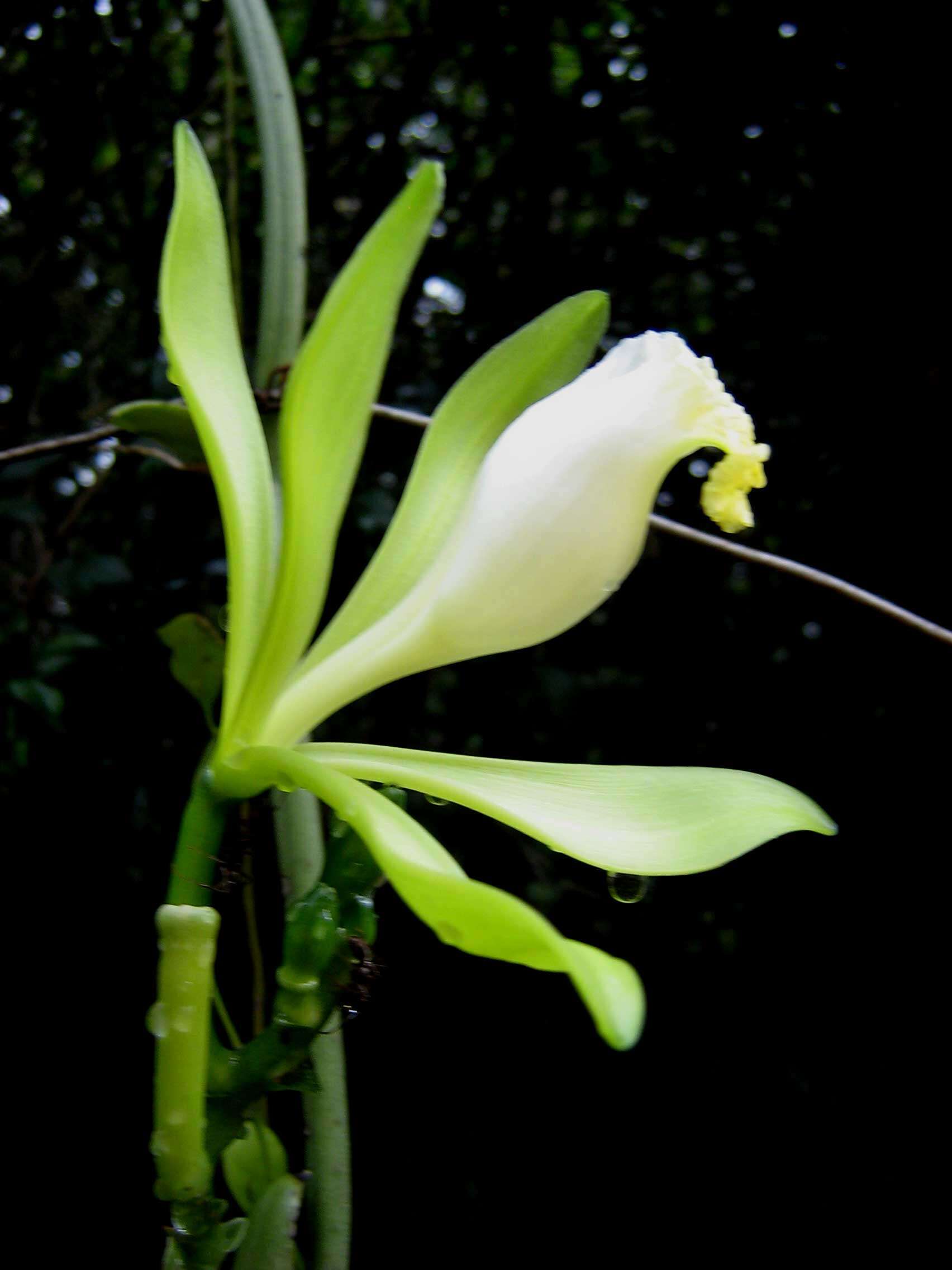 Image of vanilla