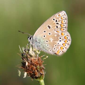 Image of common blue