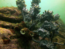 Image of tunicates