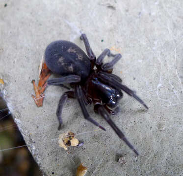 Image of Black lace-weaver