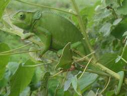 Image of chameleons