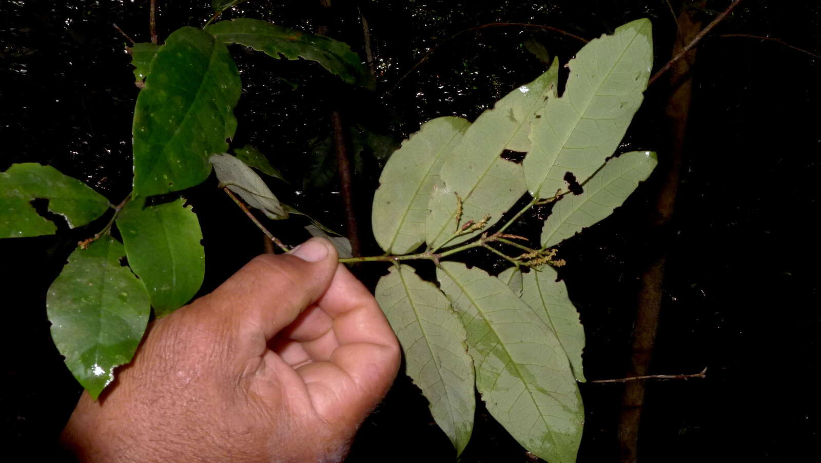 Image of Gymnanthes glabrata (Mart.) Govaerts