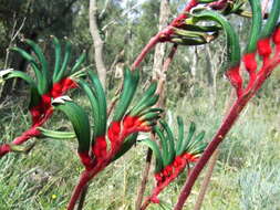 Image of Anigozanthos