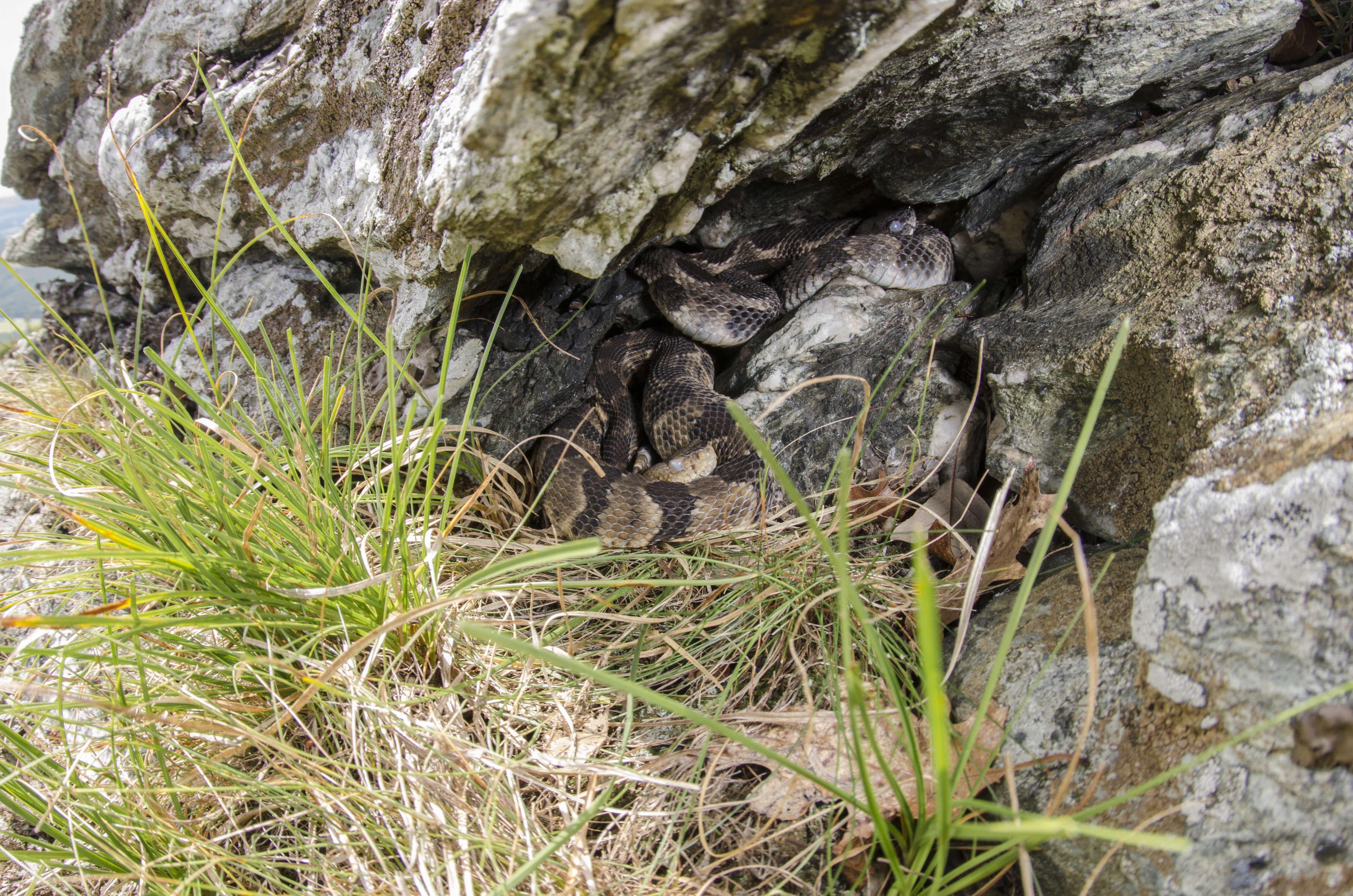 Image of Timber Rattlesnake