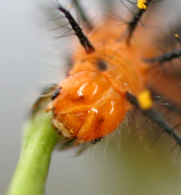 Image of Acraea caldarena Hewitson 1877