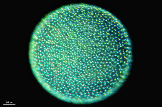 Image of Globe Algae