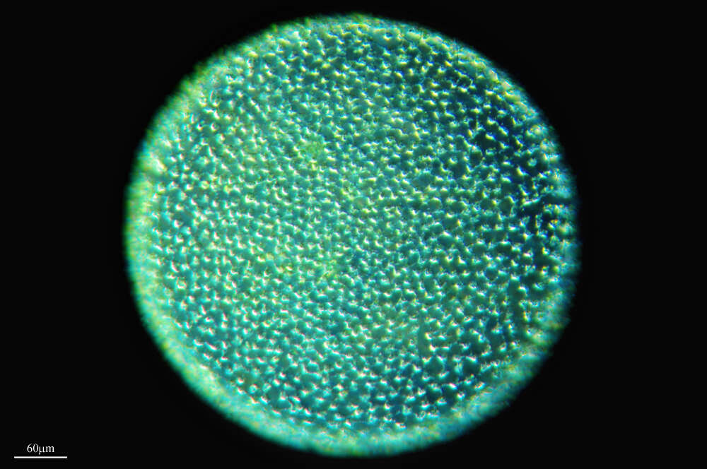 Image of Globe Algae