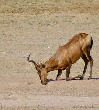 Image of Hartebeest