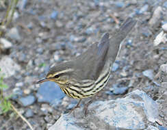 Image of waterthrush