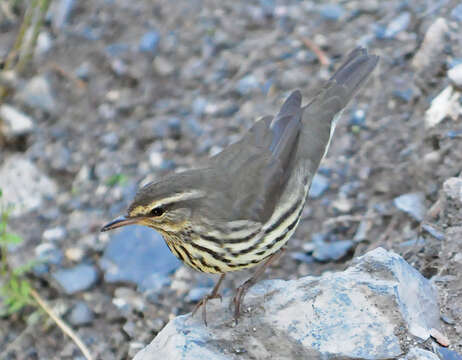 Image of Northern Waterthrush