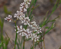 Image de Polygonella