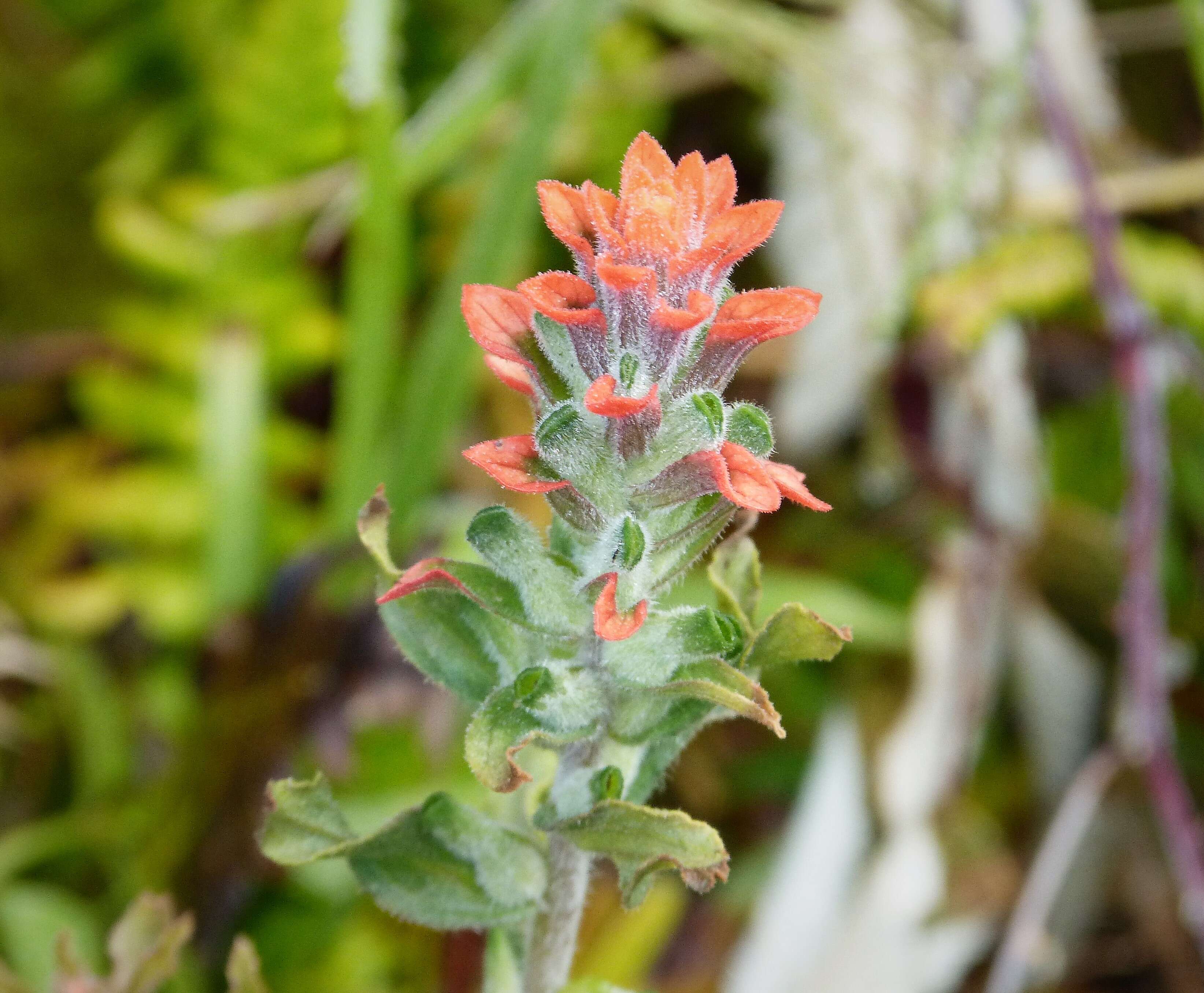 Image of entireleaf Indian paintbrush