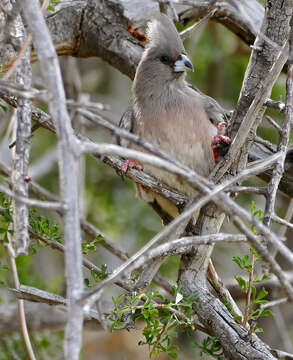 Image of White-backed Mousebird