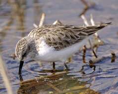 Imagem de Calidris minuta (Leisler 1812)