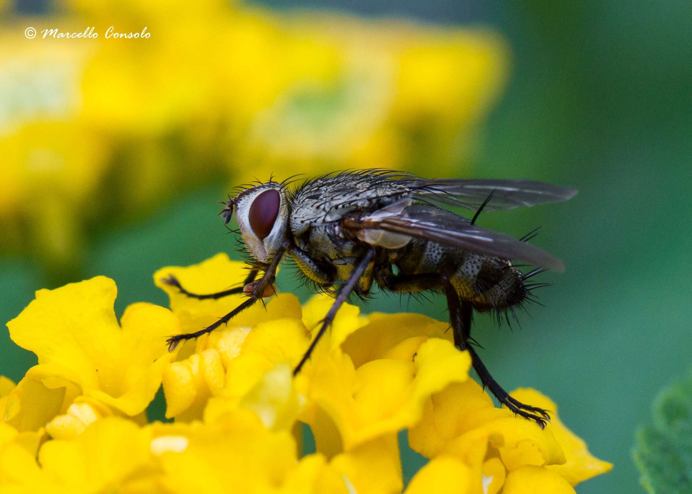 صورة Microphthalma europaea Egger 1860