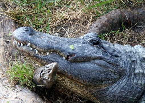 Image of American alligator