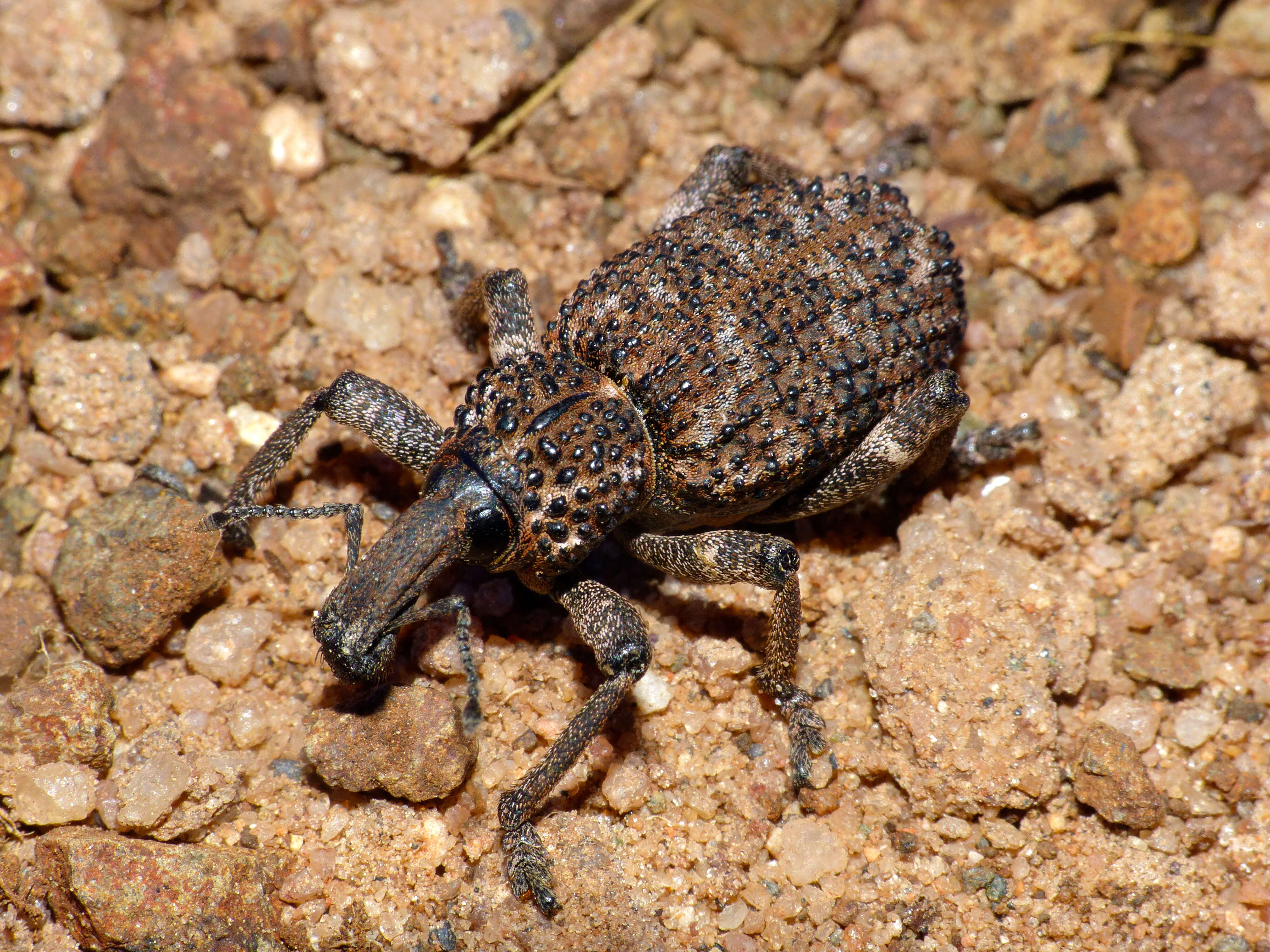 Image of Bronchus furvus Oberprieler 2010