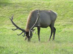 Image of North American elk