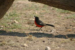 Image of Crimson-breasted Gonolek