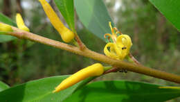 Plancia ëd Persoonia adenantha Domin