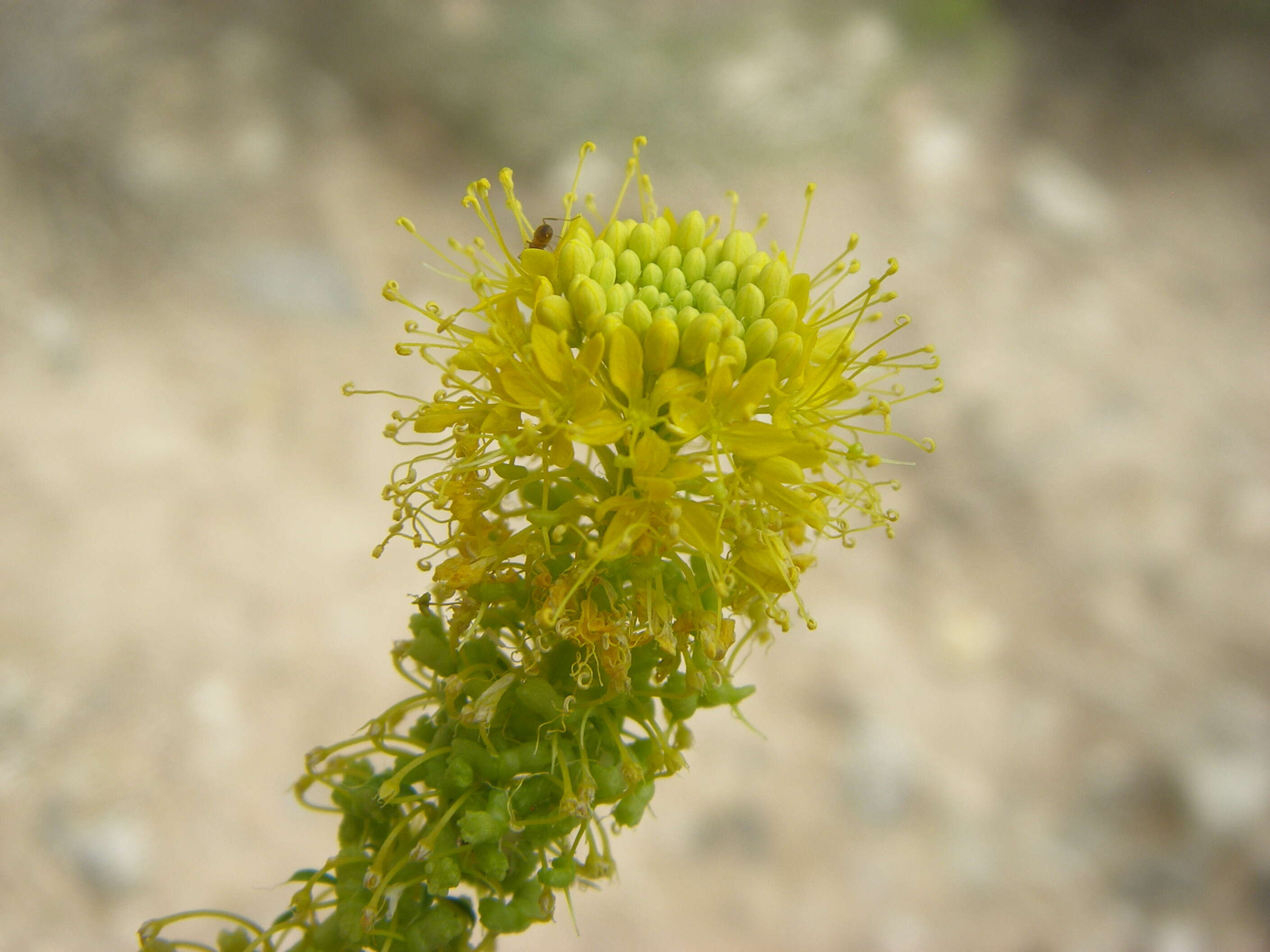 Image of Spectacle-Fruit