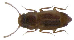 Image of featherwing beetles