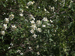 Imagem de Philadelphus lewisii Pursh