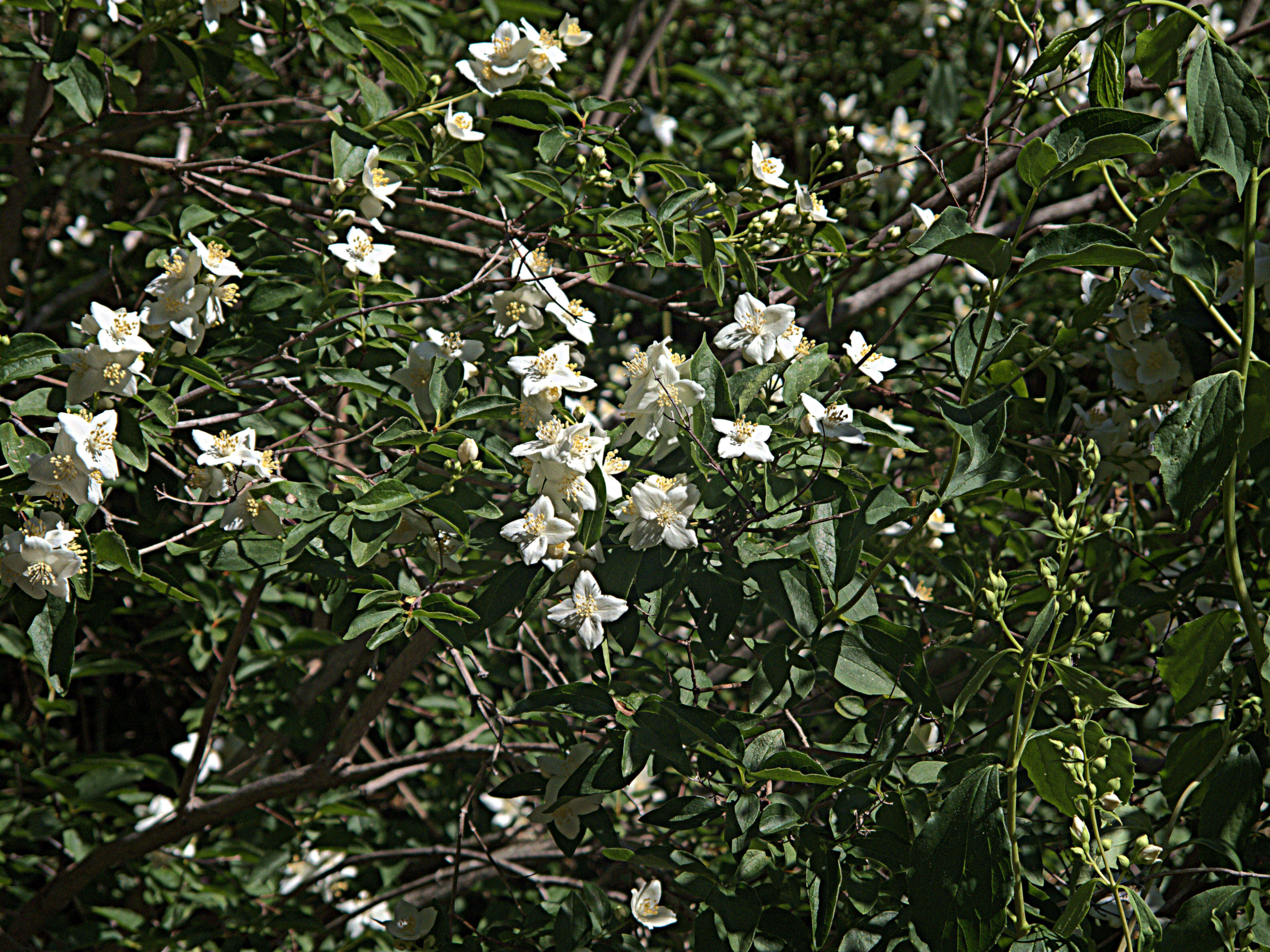 Imagem de Philadelphus lewisii Pursh