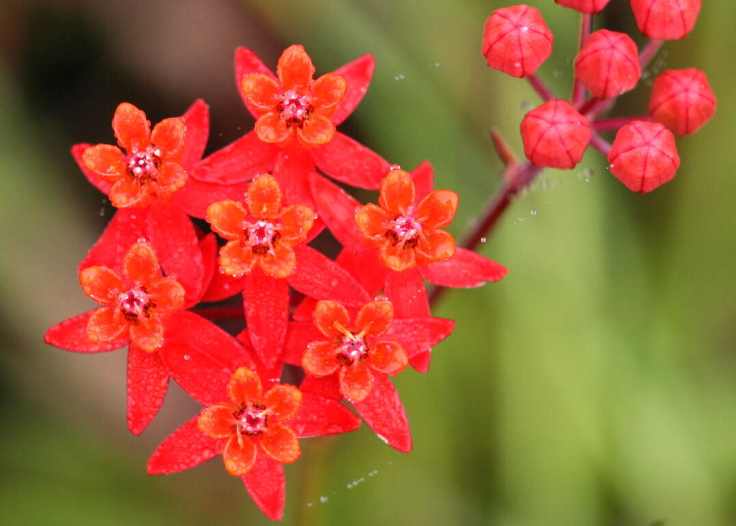 Imagem de Asclepias lanceolata Walt.