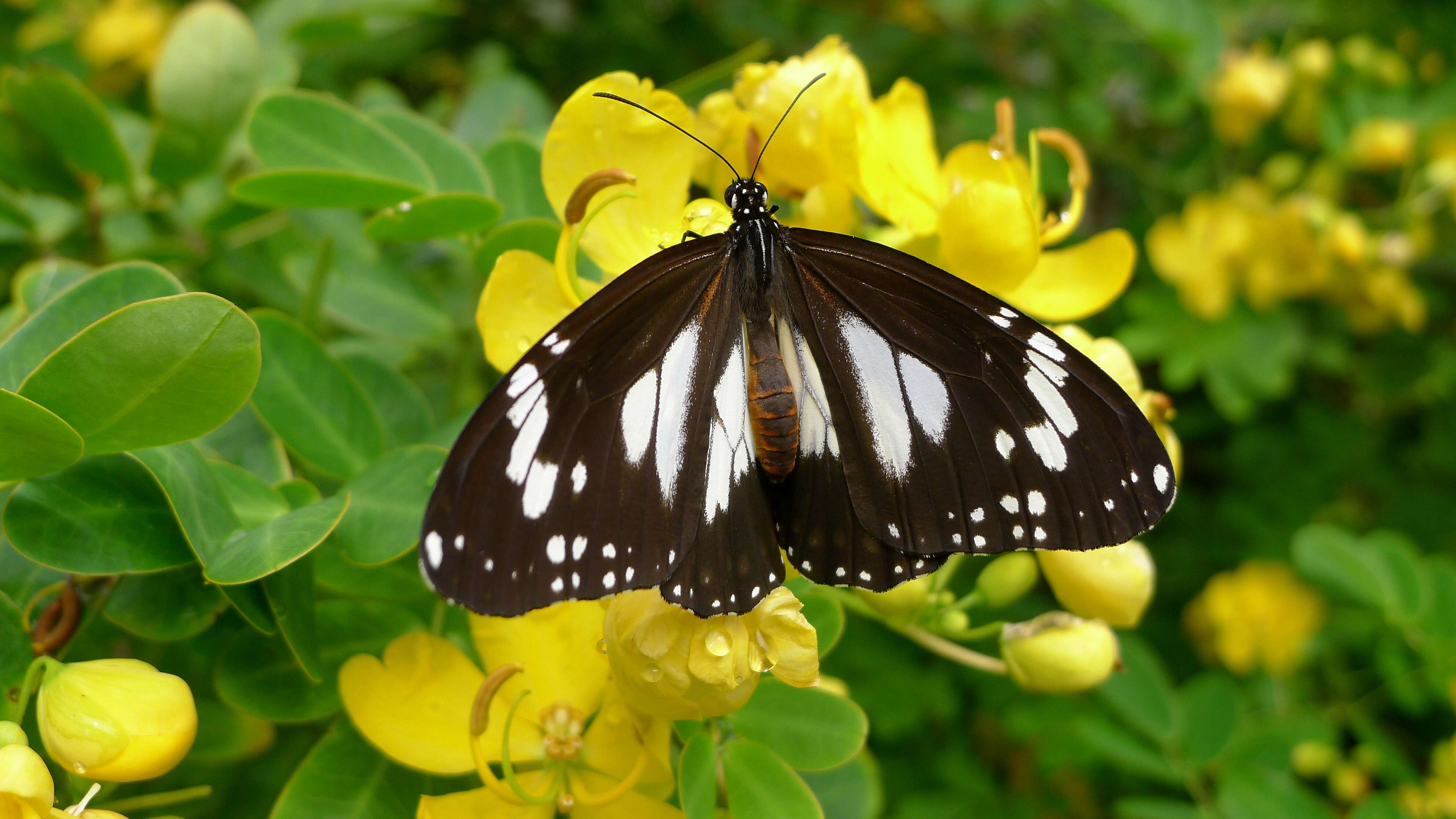 Image of Danaus affinis Fabricius 1775