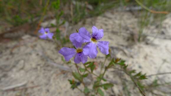 Image of Dampiera stricta (Smith) R. Br.