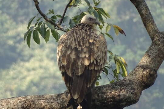 Слика од Gyps himalayensis Hume 1869