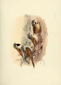 Image of Sagebrush Sparrow