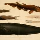 Image of Smallbelly Catshark