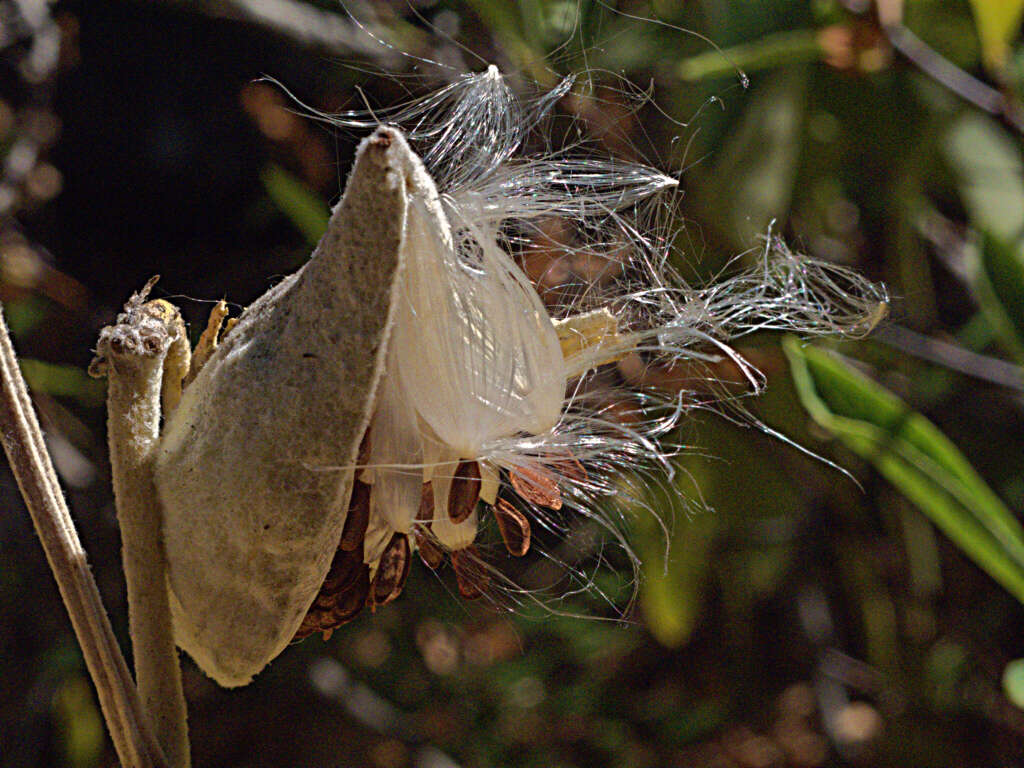 Image of milkweed