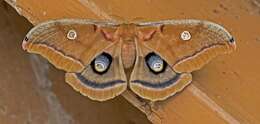 Image of Tussah moths
