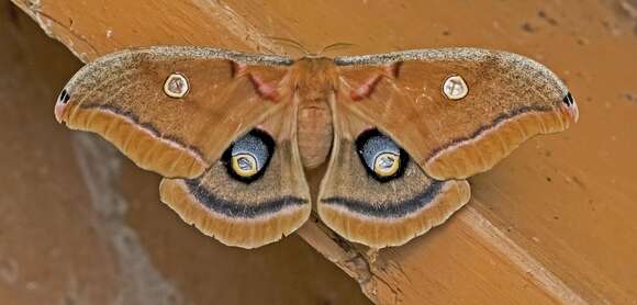 Image of Antheraea subgen. Telea Hübner (1819)