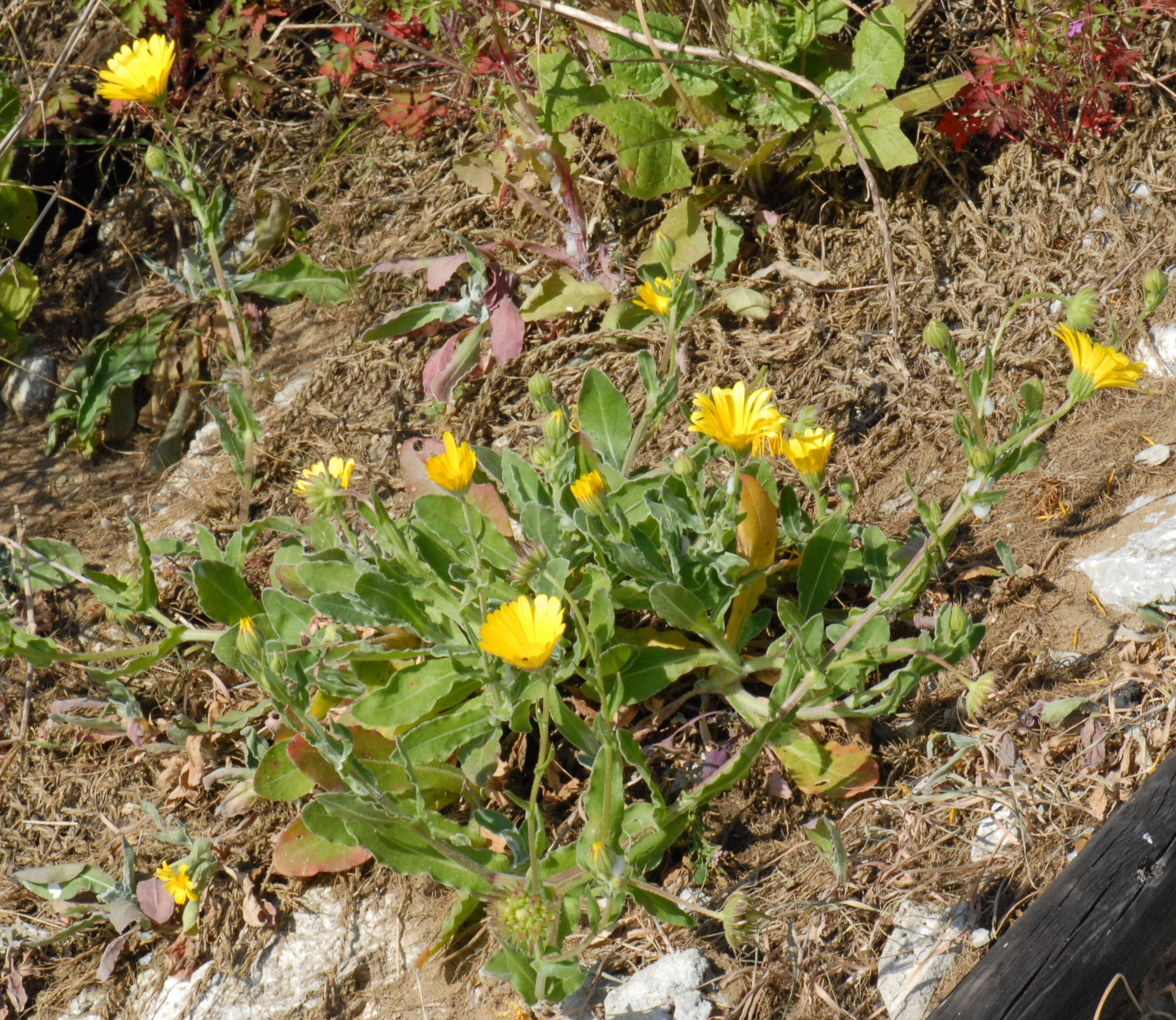 Image of Calendula suffruticosa Vahl