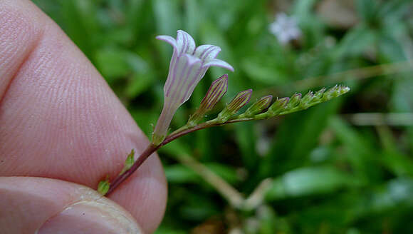 Plancia ëd Spigelia