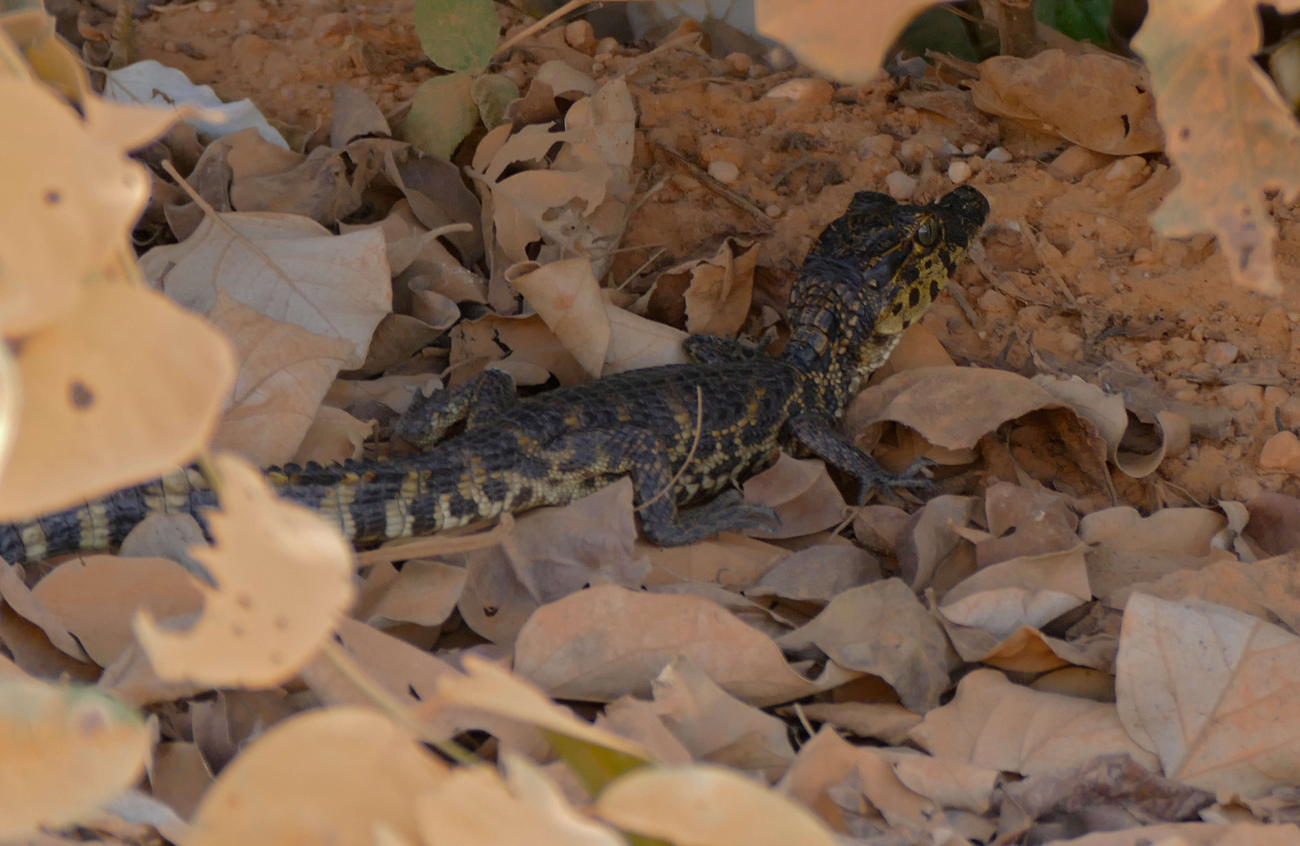 Image of Caimans