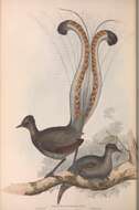 Image of lyrebirds