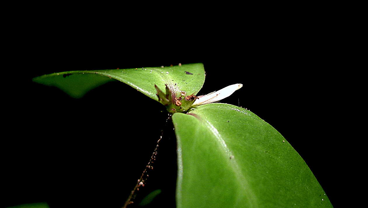 Image of Herpetacanthus