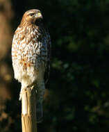 Image of Buteo Lacépède 1799