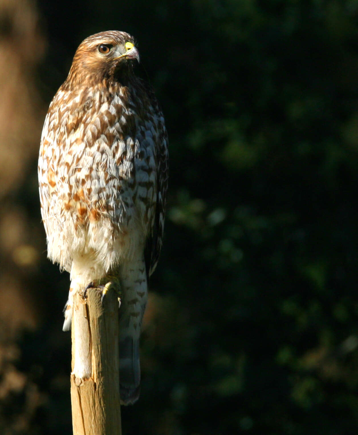 Image of Buteo Lacépède 1799