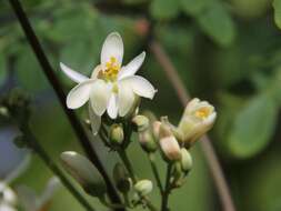 Image of horseradish tree family